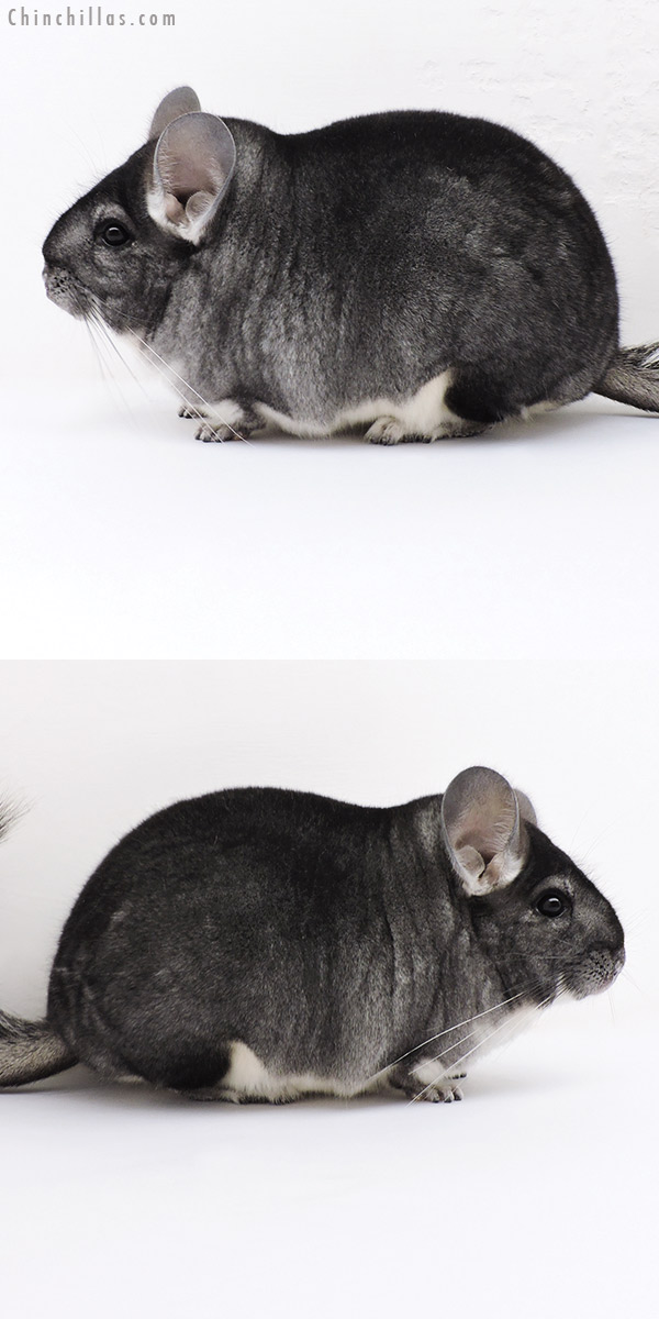 Chinchilla or related item offered for sale or export on Chinchillas.com - 17016 Extra Large Blocky Premium Production Quality Standard Female Chinchilla