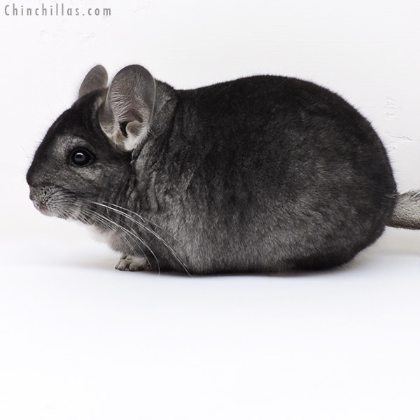 Chinchilla or related item offered for sale or export on Chinchillas.com - 17019 Large Blocky Premium Production Quality Standard Female Chinchilla