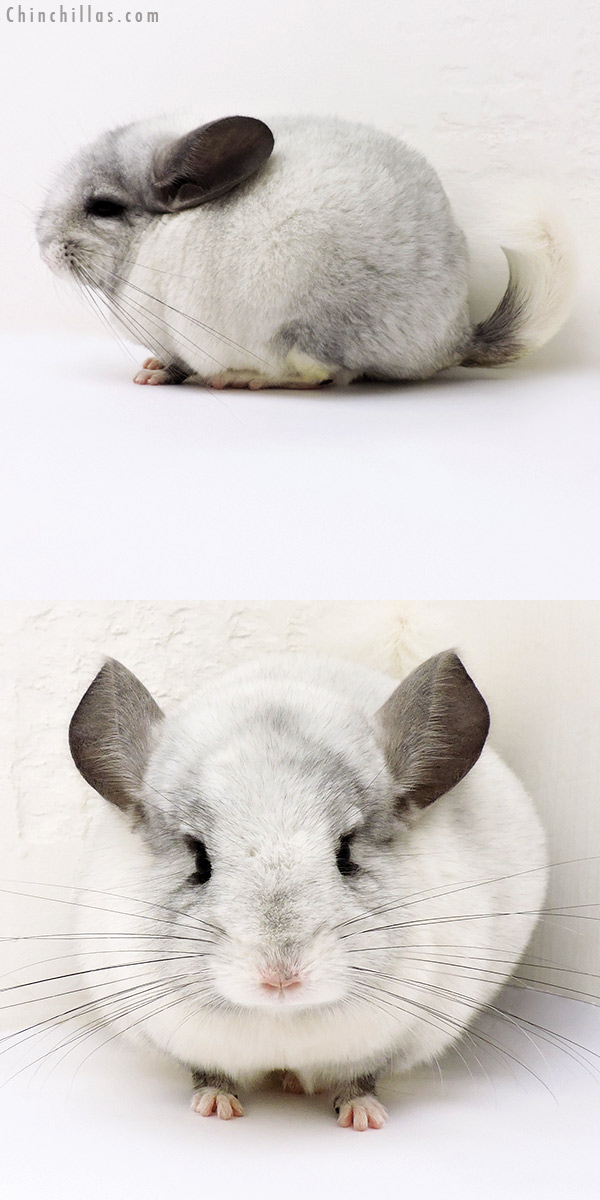 Chinchilla or related item offered for sale or export on Chinchillas.com - 17005 White Mosaic ( Ebony & Locken Carrier ) Female Chinchilla