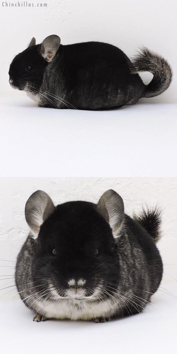 Chinchilla or related item offered for sale or export on Chinchillas.com - 17026 Large Brevi Type Show Quality Black Velvet Female Chinchilla