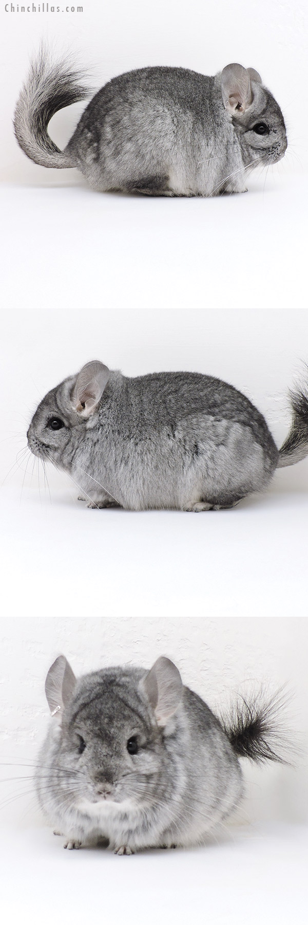 Chinchilla or related item offered for sale or export on Chinchillas.com - 17029 Standard  Royal Persian Angora Male Chinchilla