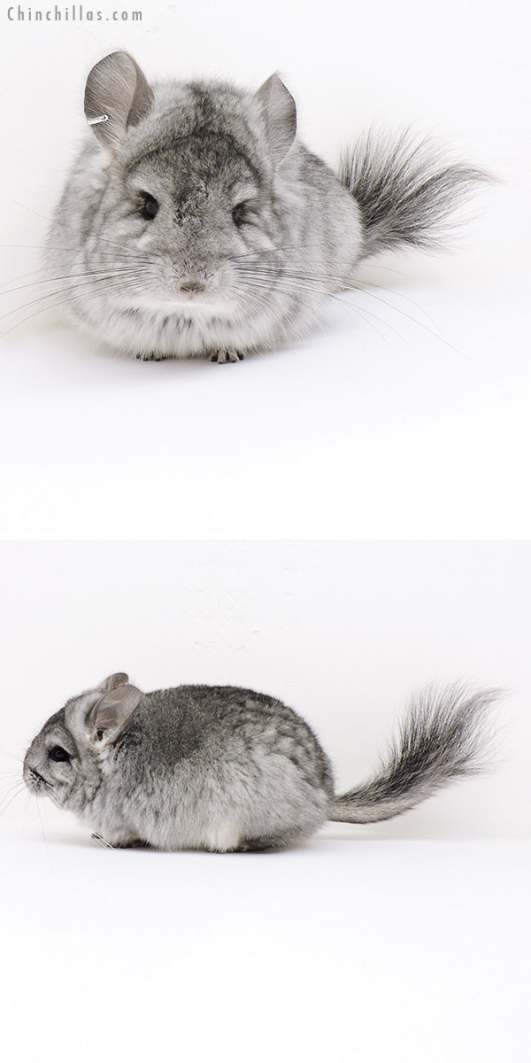 Chinchilla or related item offered for sale or export on Chinchillas.com - 17034 Standard ( Violet Carrier ) Royal Persian Angora Female Chinchilla