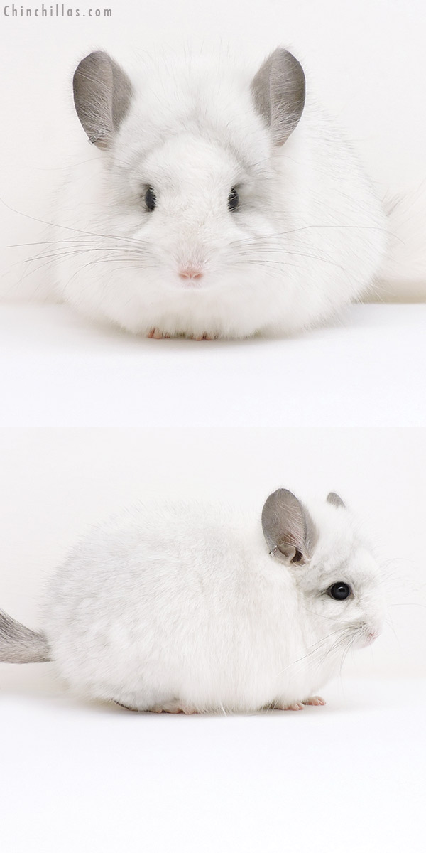 Chinchilla or related item offered for sale or export on Chinchillas.com - 17038 Exceptional White Mosaic  Royal Persian Angora Female Chinchilla