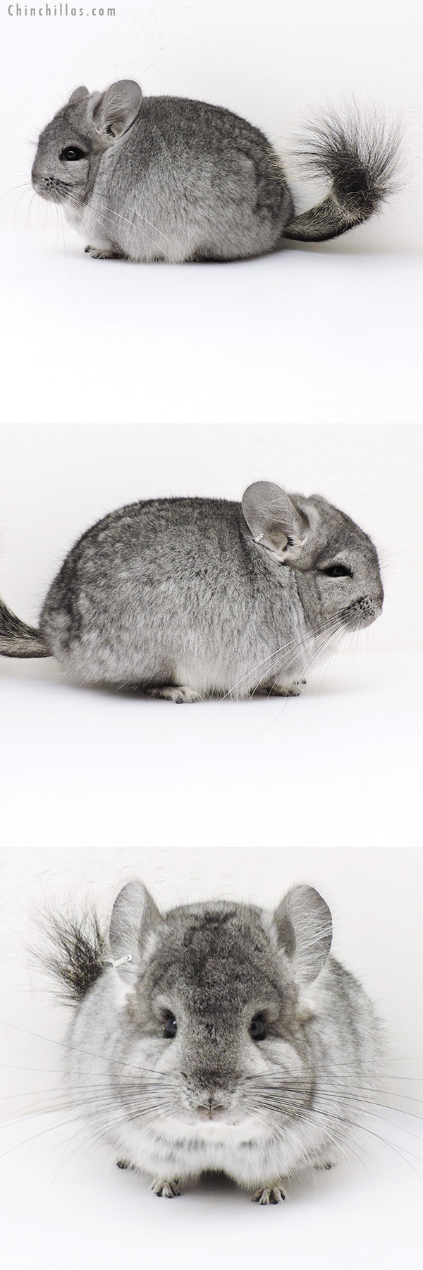 Chinchilla or related item offered for sale or export on Chinchillas.com - 17047 Standard  Royal Persian Angora Male Chinchilla