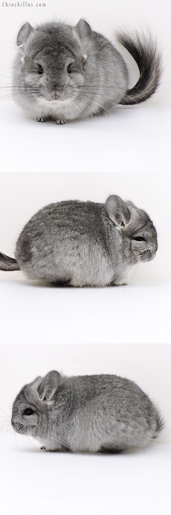 Chinchilla or related item offered for sale or export on Chinchillas.com - 17035 Exceptional Standard  Royal Persian Angora Female Chinchilla with Lion Mane