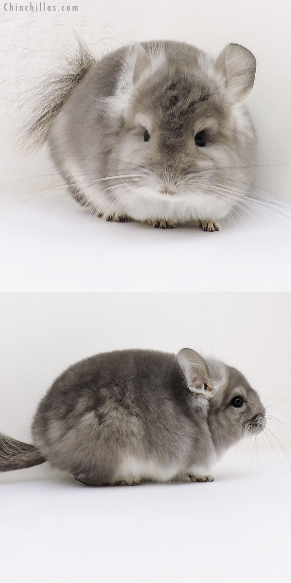 Chinchilla or related item offered for sale or export on Chinchillas.com - 17049 Violet  Royal Persian Angora Male Chinchilla