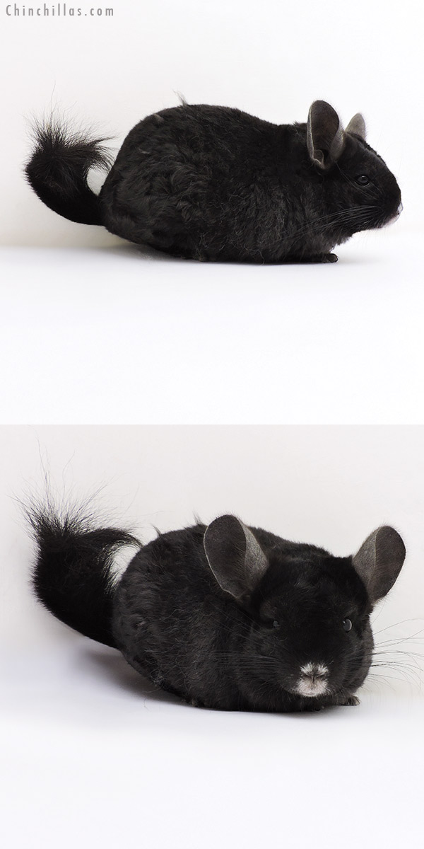 Chinchilla or related item offered for sale or export on Chinchillas.com - 17041 Ebony Locken Female Chinchilla