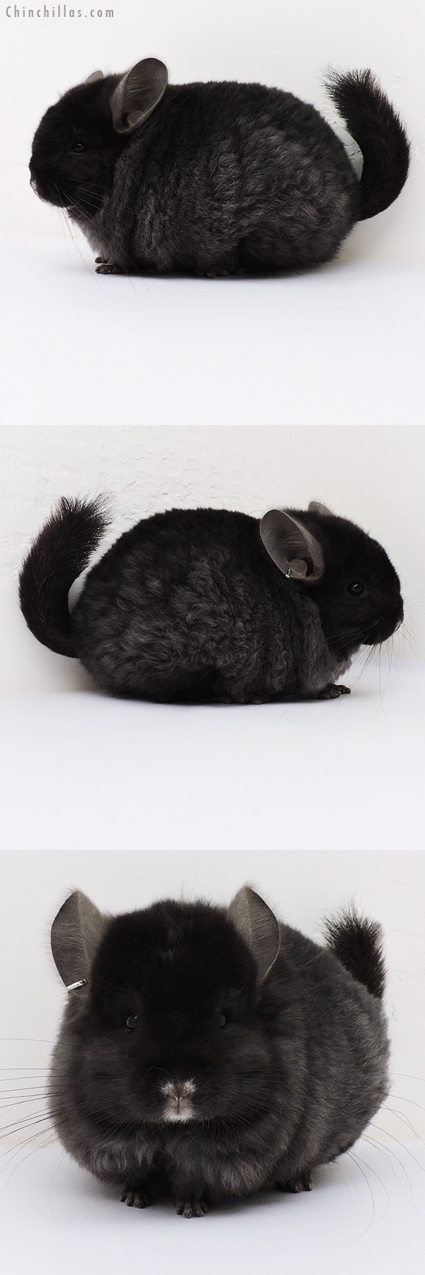 Chinchilla or related item offered for sale or export on Chinchillas.com - 17051 Blocky Ebony  Royal Imperial Angora Male Chinchilla
