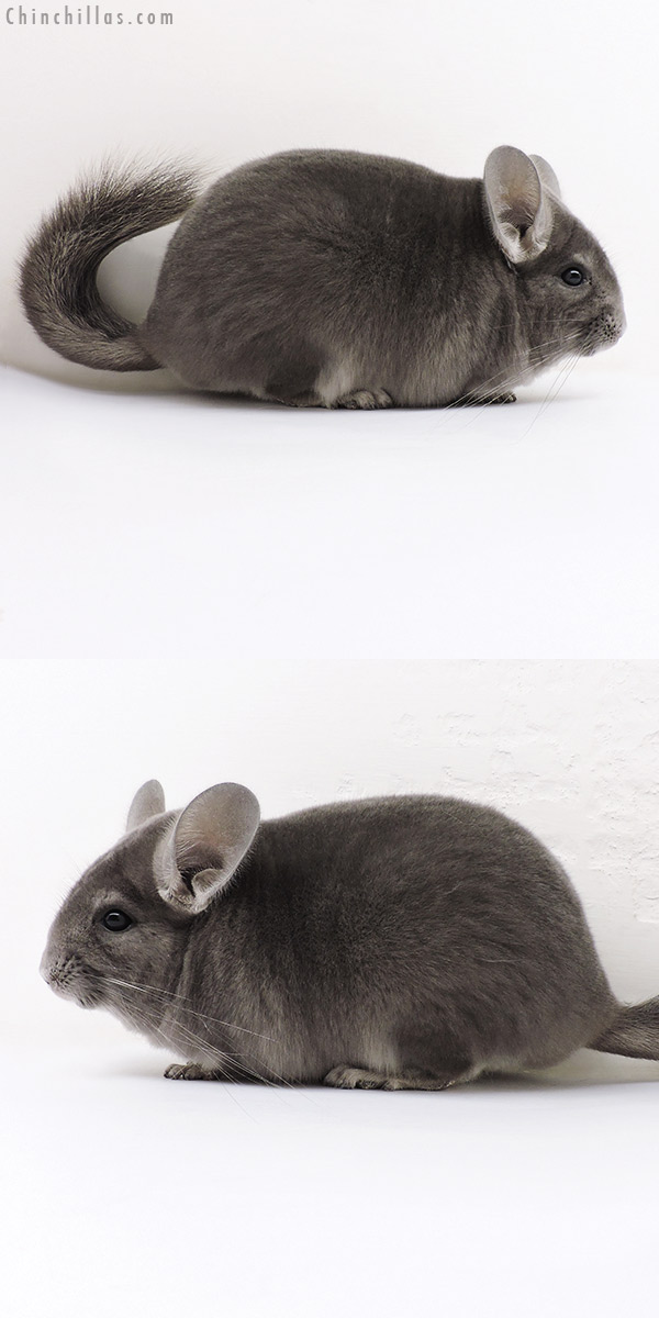 Chinchilla or related item offered for sale or export on Chinchillas.com - 17042 Show Quality Violet ( Ebony Carrier ) Female Chinchilla