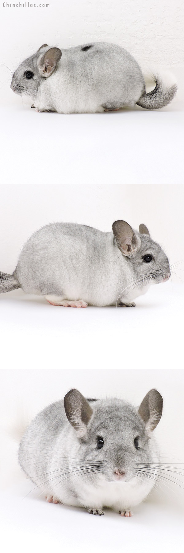 Chinchilla or related item offered for sale or export on Chinchillas.com - 17037 Premium Production Quality Silver Mosaic Female Chinchilla
