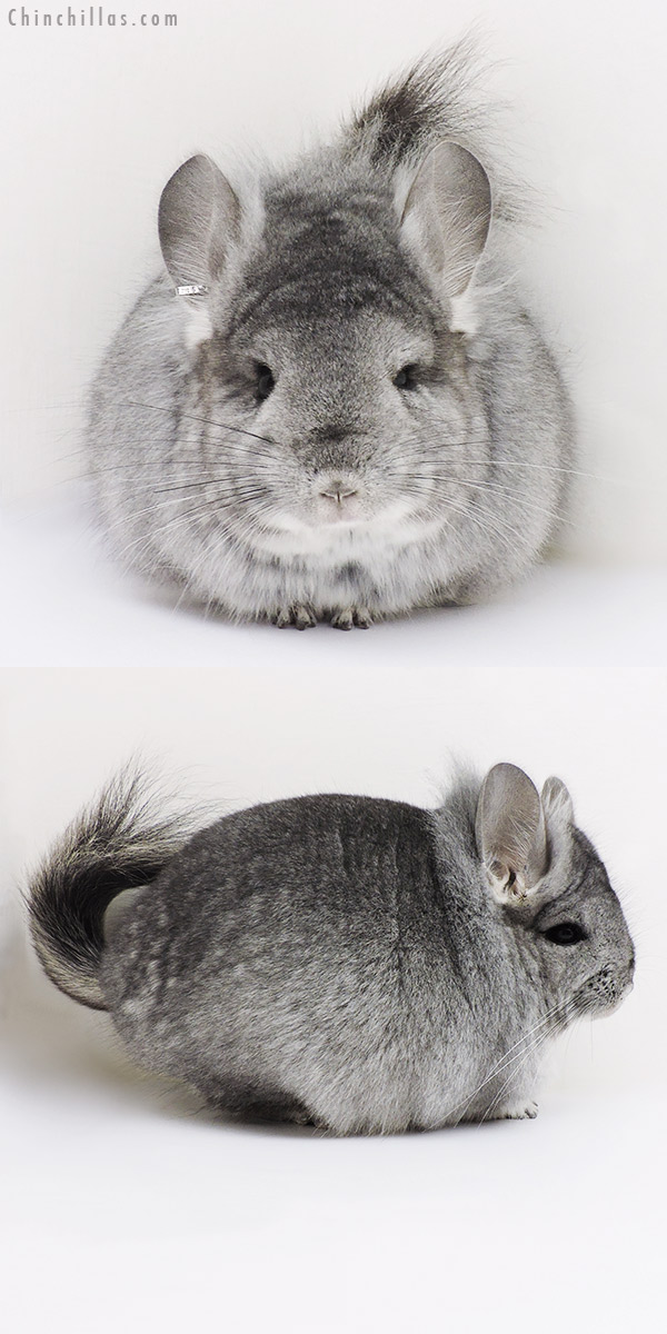 Chinchilla or related item offered for sale or export on Chinchillas.com - 17057 Standard  Royal Persian Angora Male Chinchilla with Lion Mane