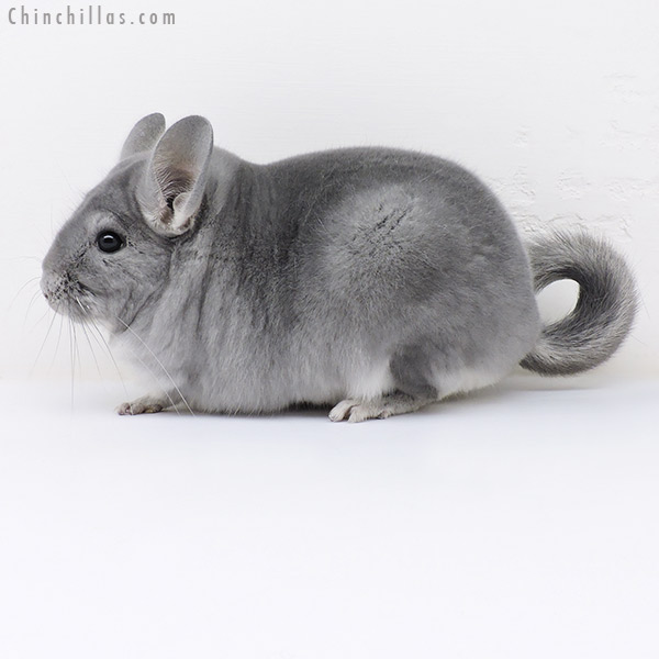 Chinchilla or related item offered for sale or export on Chinchillas.com - 17055 Large Top Show Quality Blue Diamond Male Chinchilla