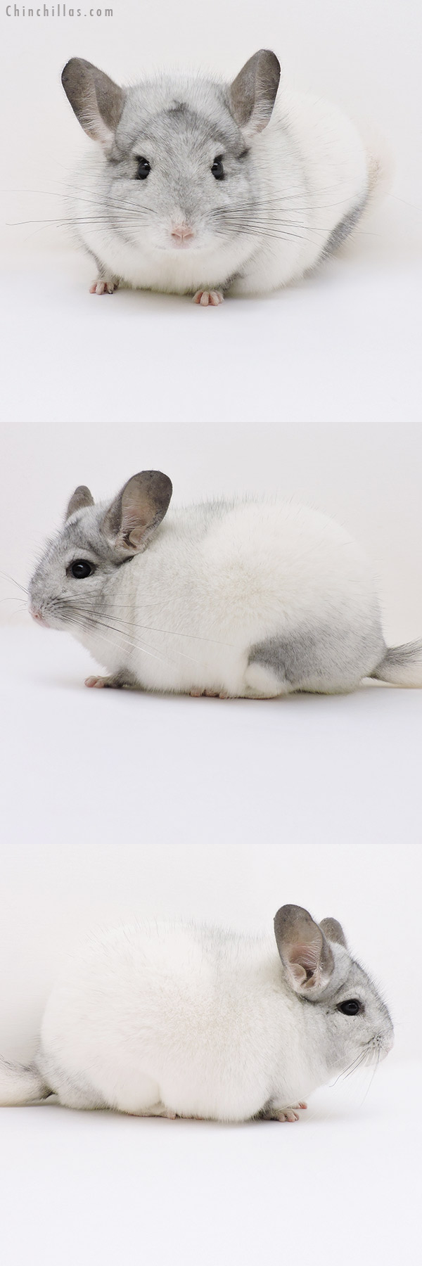 Chinchilla or related item offered for sale or export on Chinchillas.com - 17054 Blocky Show Quality White Mosaic Male Chinchilla