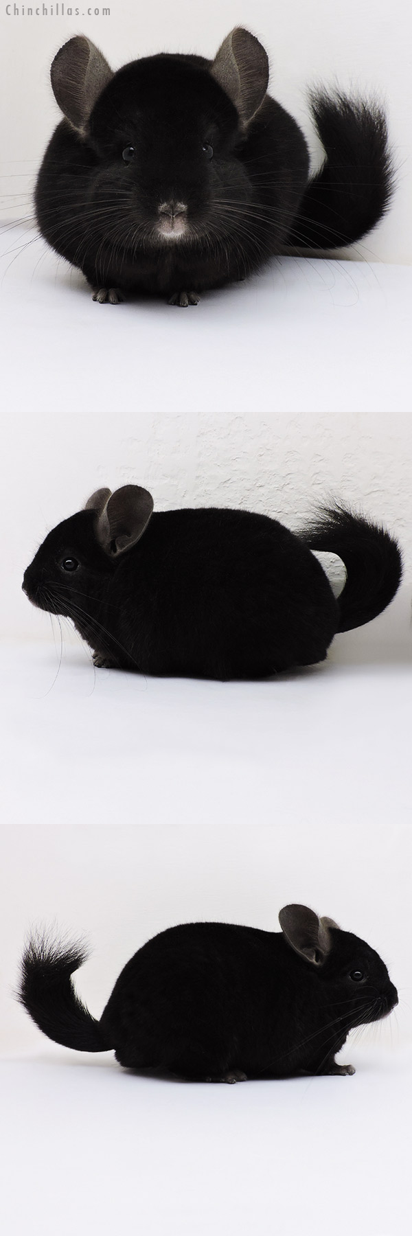 Chinchilla or related item offered for sale or export on Chinchillas.com - 17058 Large Blocky Ebony ( Locken Carrier ) Male Chinchilla