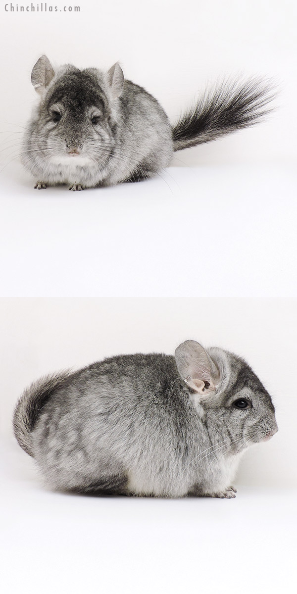 Chinchilla or related item offered for sale or export on Chinchillas.com - 17033 Standard ( Violet Carrier )  Royal Persian Angora Female Chinchilla
