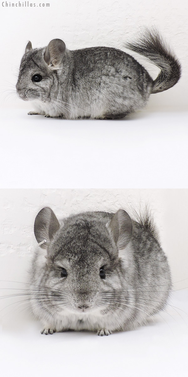 Chinchilla or related item offered for sale or export on Chinchillas.com - 17046 Standard  Royal Persian Angora Male Chinchilla