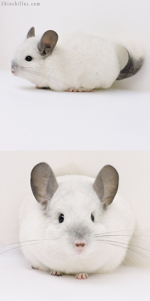 Chinchilla or related item offered for sale or export on Chinchillas.com - 17060 Show Quality Predominantly White Female Chinchilla