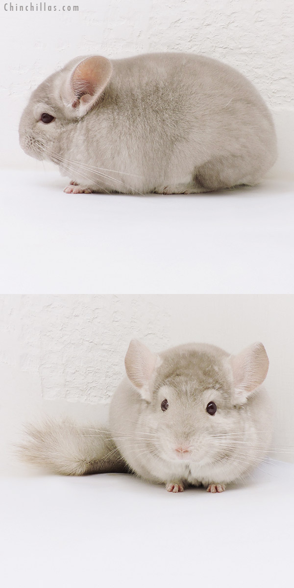 Chinchilla or related item offered for sale or export on Chinchillas.com - 17063 Blocky Herd Improvement Quality Homo Beige Male Chinchilla