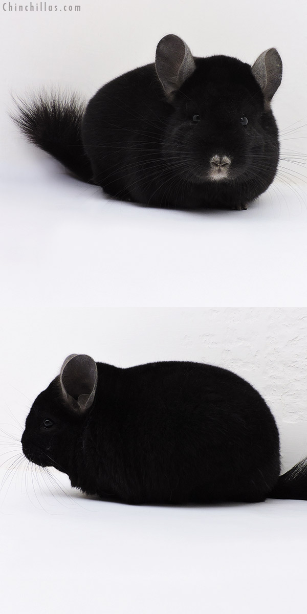 Chinchilla or related item offered for sale or export on Chinchillas.com - 17052 Large Herd Improvement Quality Ebony Male Chinchilla