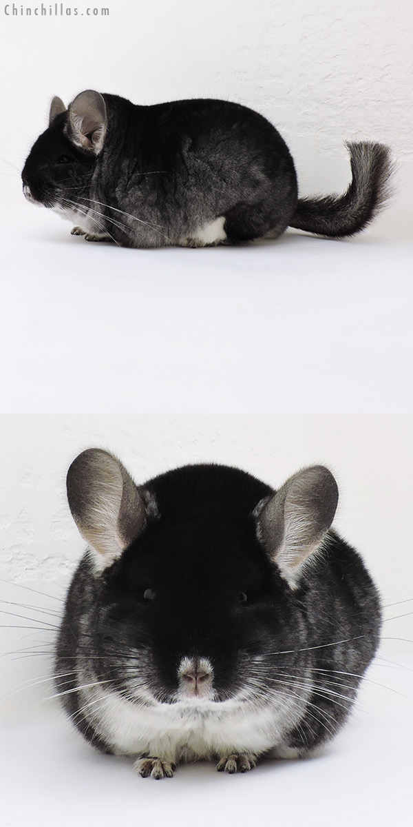 Chinchilla or related item offered for sale or export on Chinchillas.com - 17067 Large Blocky Show Quality Black Velvet Male Chinchilla