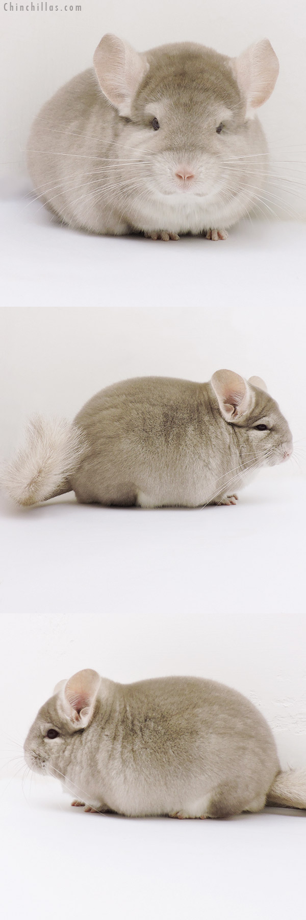 Chinchilla or related item offered for sale or export on Chinchillas.com - 17068 Blocky Show Quality Homo Beige Male Chinchilla