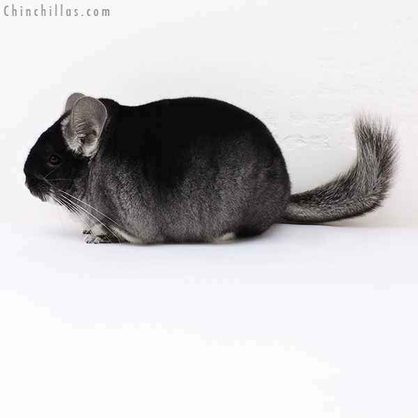 Chinchilla or related item offered for sale or export on Chinchillas.com - 17080 Large Blocky Premium Production Quality Black Velvet Female Chinchilla