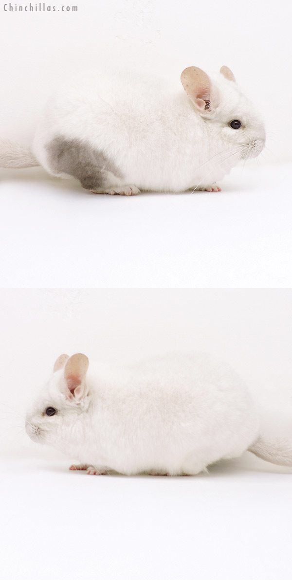 Chinchilla or related item offered for sale or export on Chinchillas.com - 17076 Large Show Quality Pink White Female Chinchilla