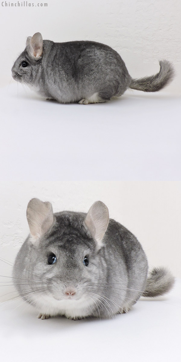 Chinchilla or related item offered for sale or export on Chinchillas.com - 17071 Blocky Herd Improvement Quality Sapphire Male Chinchilla