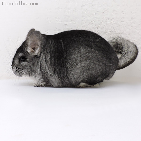Chinchilla or related item offered for sale or export on Chinchillas.com - 17043 Premium Production Quality Standard Female Chinchilla