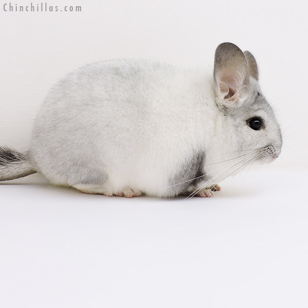 Chinchilla or related item offered for sale or export on Chinchillas.com - 17059 Show Quality White Mosaic Female Chinchilla