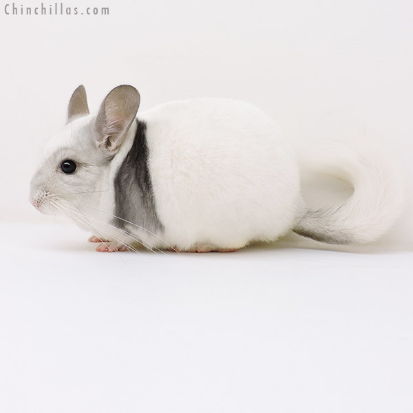 Chinchilla or related item offered for sale or export on Chinchillas.com - 17048 Violet & White Mosaic Male Chinchilla