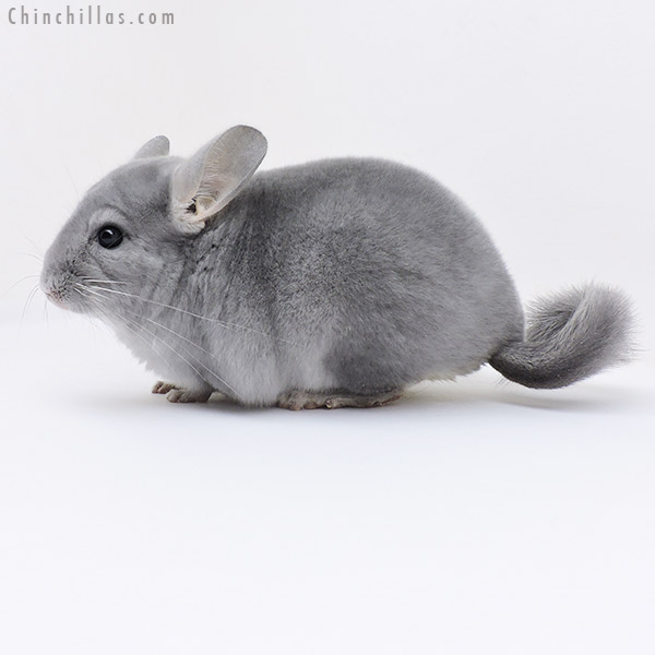Chinchilla or related item offered for sale or export on Chinchillas.com - 17061 Show Quality Blue Diamond Female Chinchilla