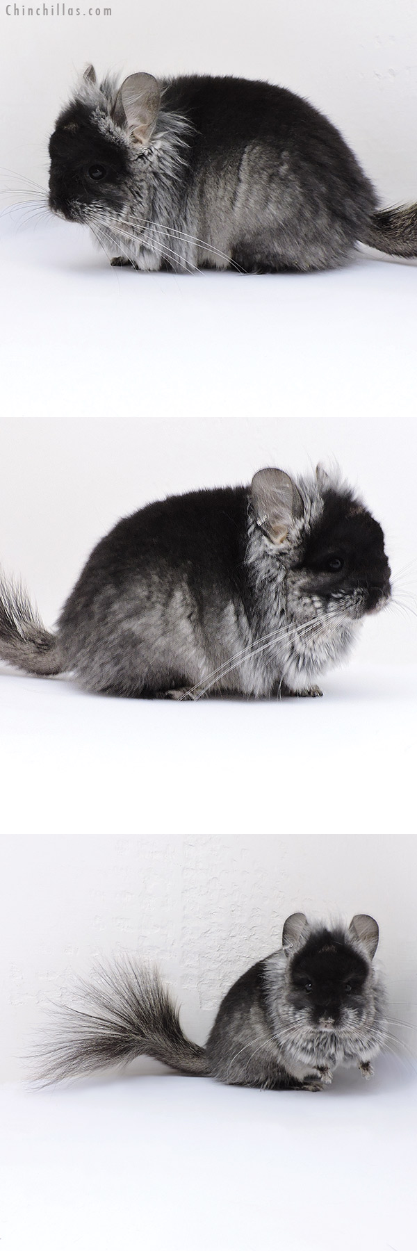 Chinchilla or related item offered for sale or export on Chinchillas.com - 17085 Exceptional Black Velvet ( Violet Carrier ) G2  Royal Persian Angora Male Chinchilla with Lion Mane