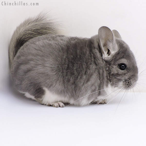 Chinchilla or related item offered for sale or export on Chinchillas.com - 17088 Violet Male Chinchilla