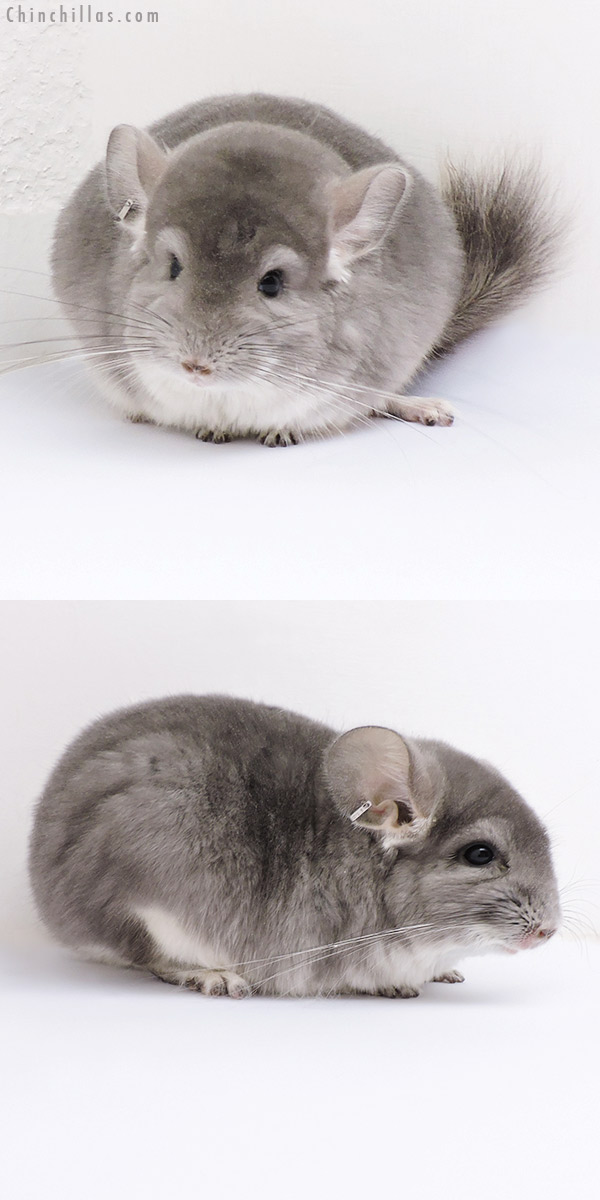 Chinchilla or related item offered for sale or export on Chinchillas.com - 17084 Violet (  Royal Persian Angora Carrier ) Female Chinchilla