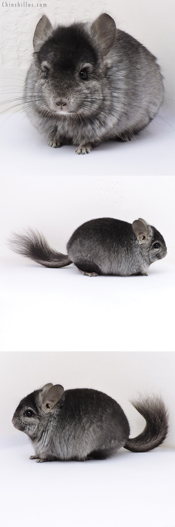 Chinchilla or related item offered for sale or export on Chinchillas.com - 17094 Hetero Ebony  Royal Persian Angora Male Chinchilla