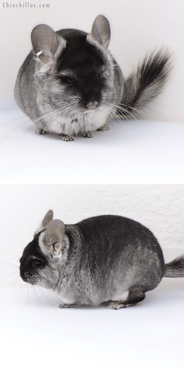 Chinchilla or related item offered for sale or export on Chinchillas.com - 17087 Black Velvet (  Royal Persian Angora & Violet Carrier ) Female Chinchilla
