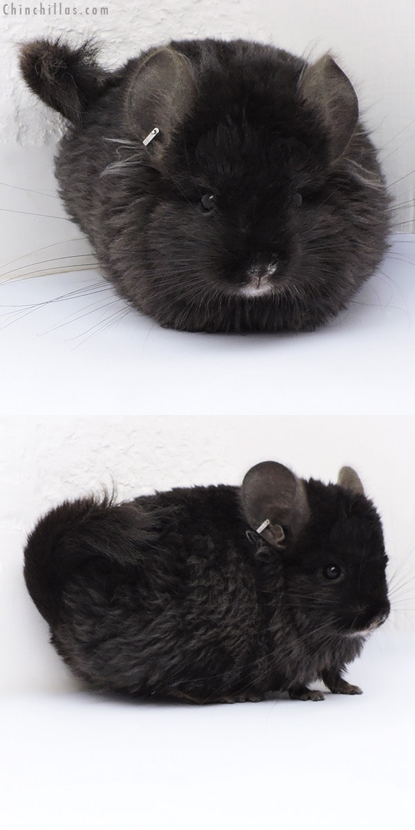 Chinchilla or related item offered for sale or export on Chinchillas.com - 17086 Ebony  Royal Imperial Angora Male Chinchilla