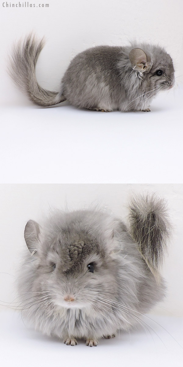 Chinchilla or related item offered for sale or export on Chinchillas.com - 17095 Exceptional Violet G2  Royal Persian Angora Male Chinchilla with Lion Mane and Ear Tufts