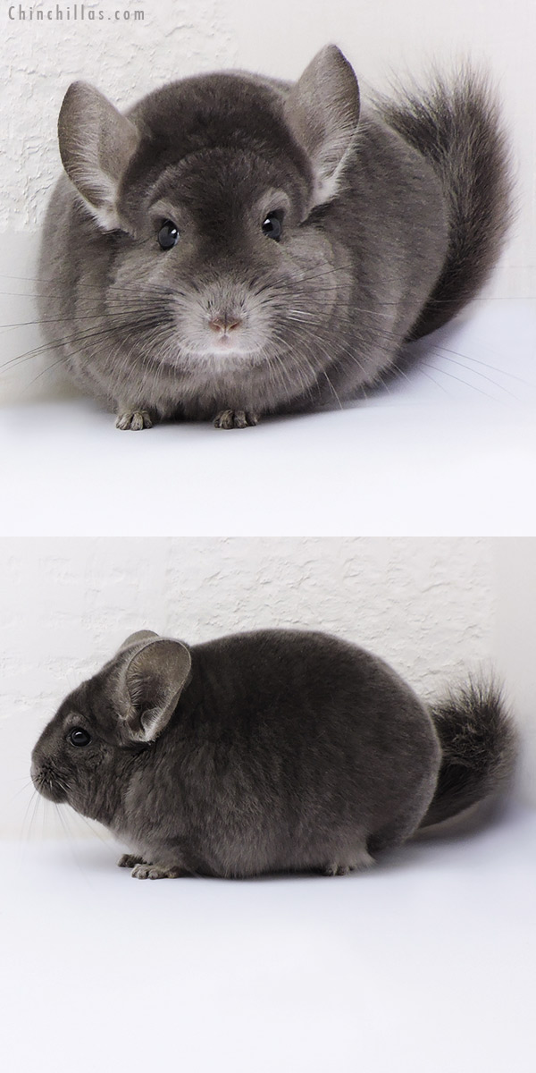 Chinchilla or related item offered for sale or export on Chinchillas.com - 17096 Blocky Show Quality Wrap Around Violet Male Chinchilla