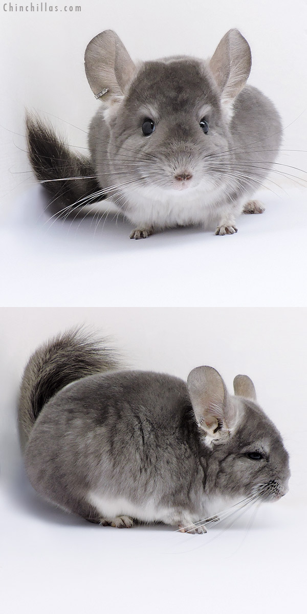 Chinchilla or related item offered for sale or export on Chinchillas.com - 17090 Violet (  Royal Persian Angora Carrier ) Female Chinchilla
