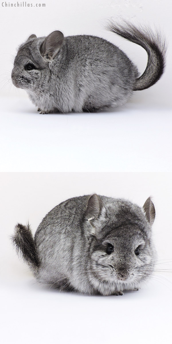Chinchilla or related item offered for sale or export on Chinchillas.com - 17092 Blocky Standard  Royal Persian Angora Female Chinchilla