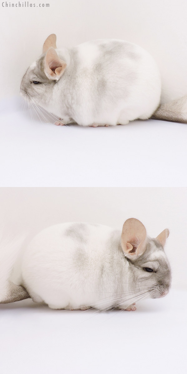 Chinchilla or related item offered for sale or export on Chinchillas.com - 17097 Show Quality Tan & White Mosaic Male Chinchilla