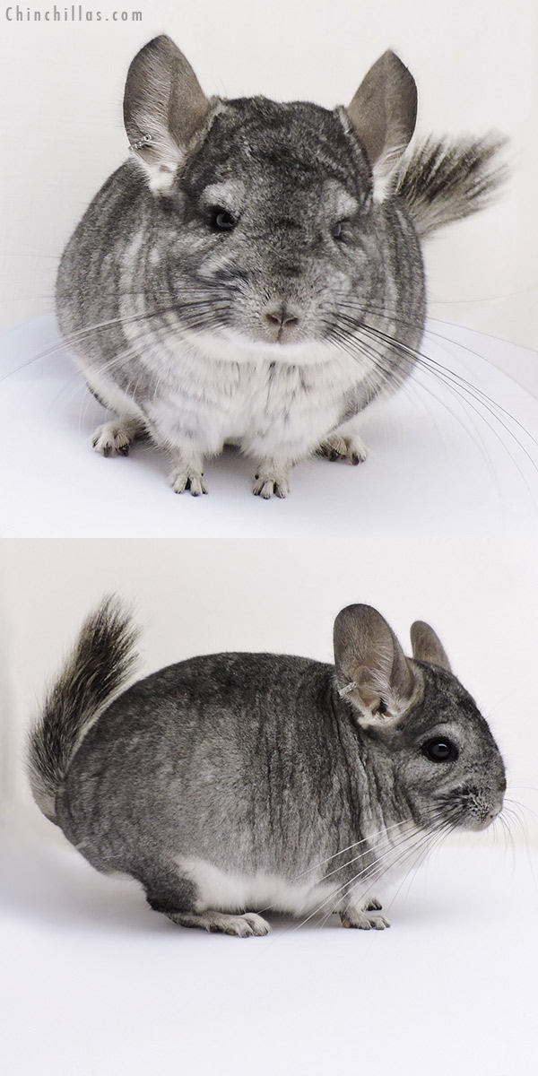 Chinchilla or related item offered for sale or export on Chinchillas.com - 17099 Standard (  Royal Persian Angora Carrier ) Female Chinchilla