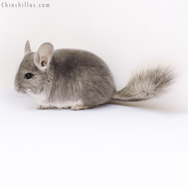 Chinchilla or related item offered for sale or export on Chinchillas.com - 17100 Violet (  Royal Persian Angora Carrier ) Female Chinchilla