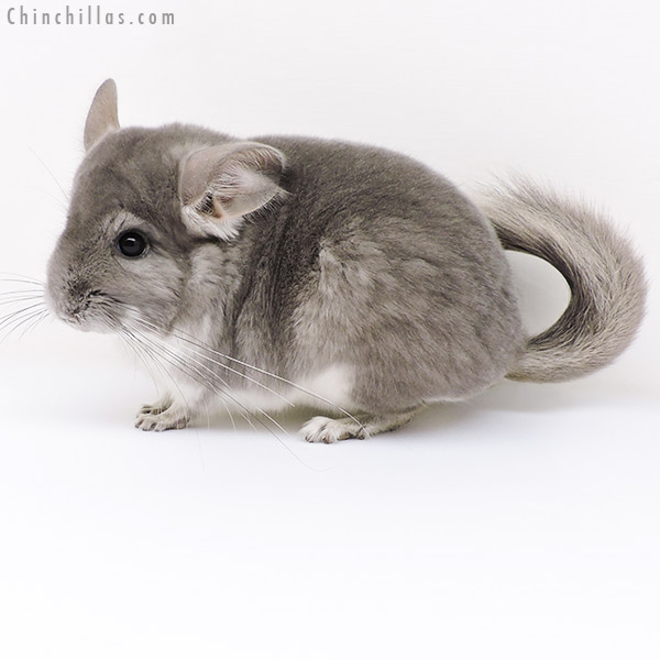 Chinchilla or related item offered for sale or export on Chinchillas.com - 17101 Violet (  Royal Persian Angora Carrier ) Female Chinchilla