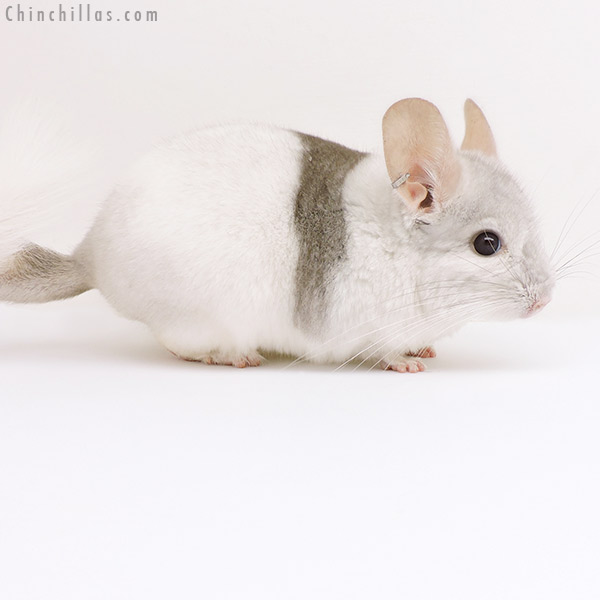 Chinchilla or related item offered for sale or export on Chinchillas.com - 17102 Extreme Beige & White Mosaic (  Royal Persian Angora Carrier ) Male Chinchilla