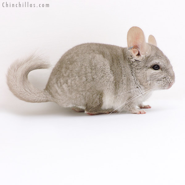 Chinchilla or related item offered for sale or export on Chinchillas.com - 17104 Beige (  Royal Persian Angora Carrier ) Male Chinchilla