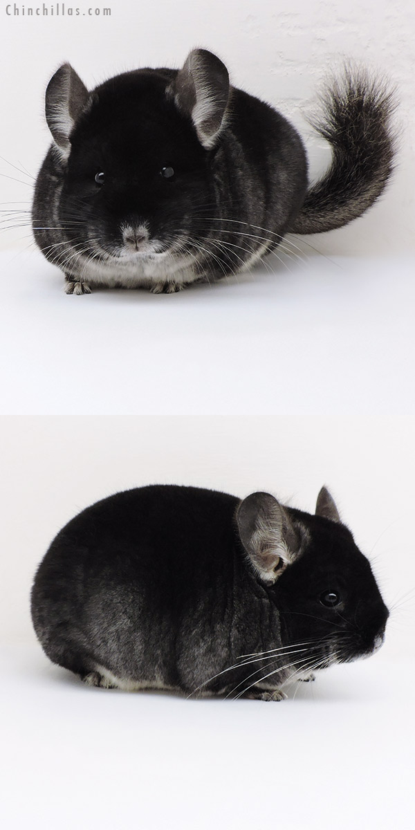Chinchilla or related item offered for sale or export on Chinchillas.com - 17105 Large Blocky Show Quality Black Velvet Male Chinchilla