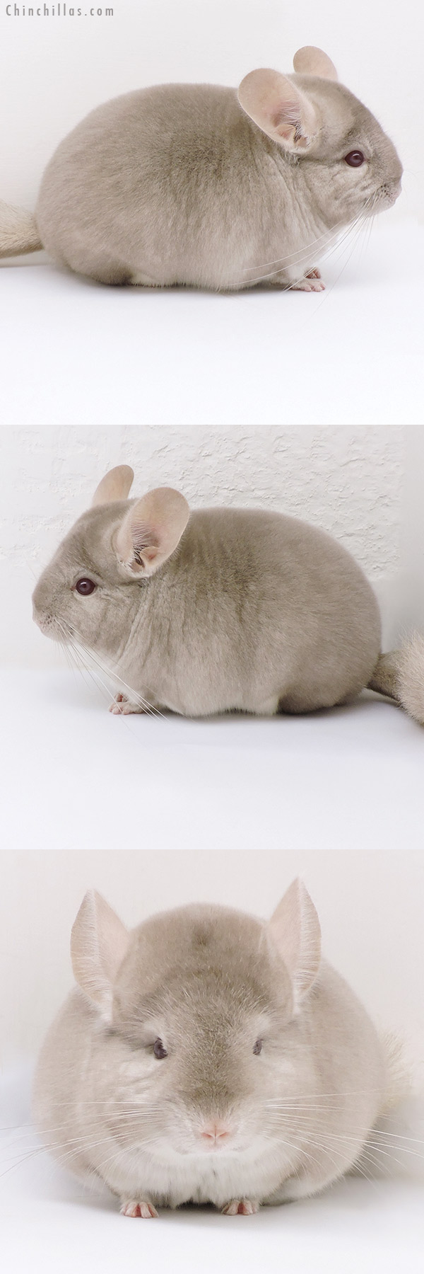 Chinchilla or related item offered for sale or export on Chinchillas.com - 17108 Blocky Show Quality Homo Beige Female Chinchilla